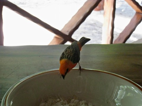 sey-bird-in-rice-1.bmp