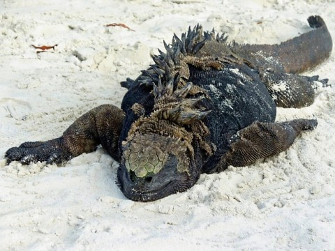 gala-beach-iguana.bmp