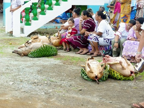 wallis-dead-pigs-at-festival.bmp