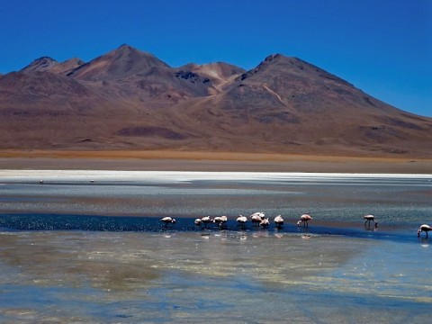 bolivia-flamingos-2.bmp