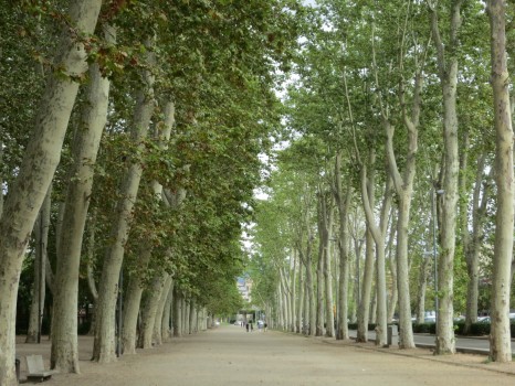 Tree-lined walkway in Girona, Spain