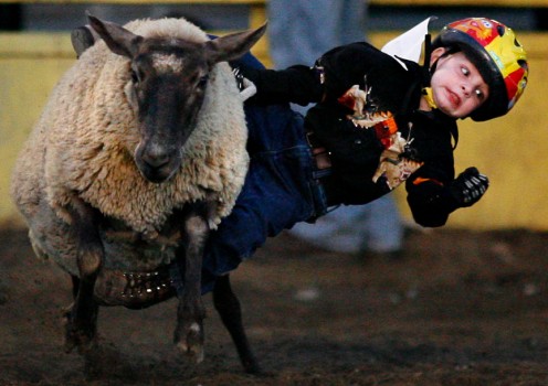 Mutton Bustin at the Friday Night Rodeo in Texas