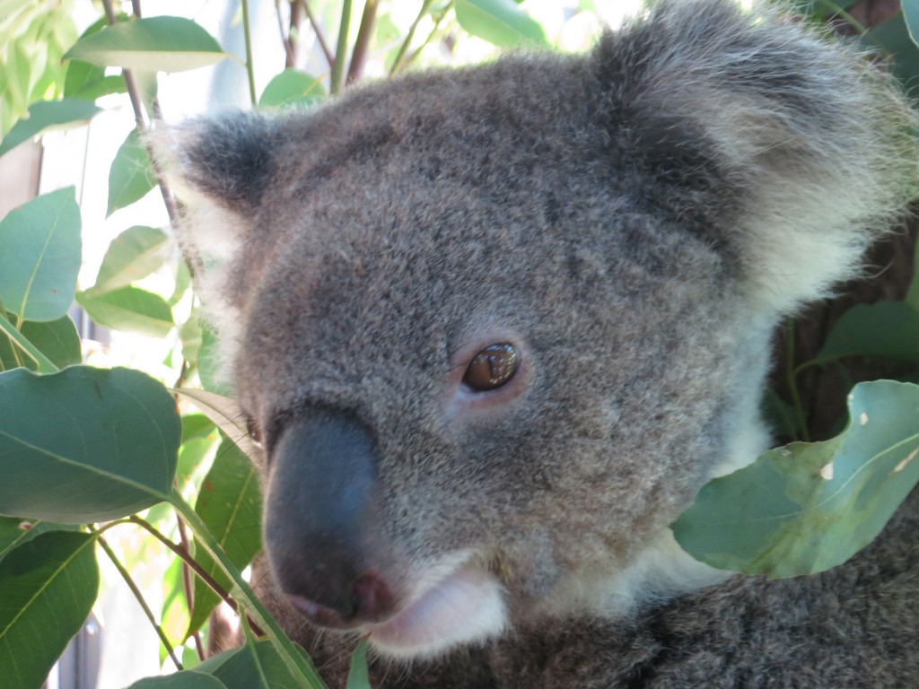 koala, Sydney, Australia, zoo, Taronga Zoo, animals