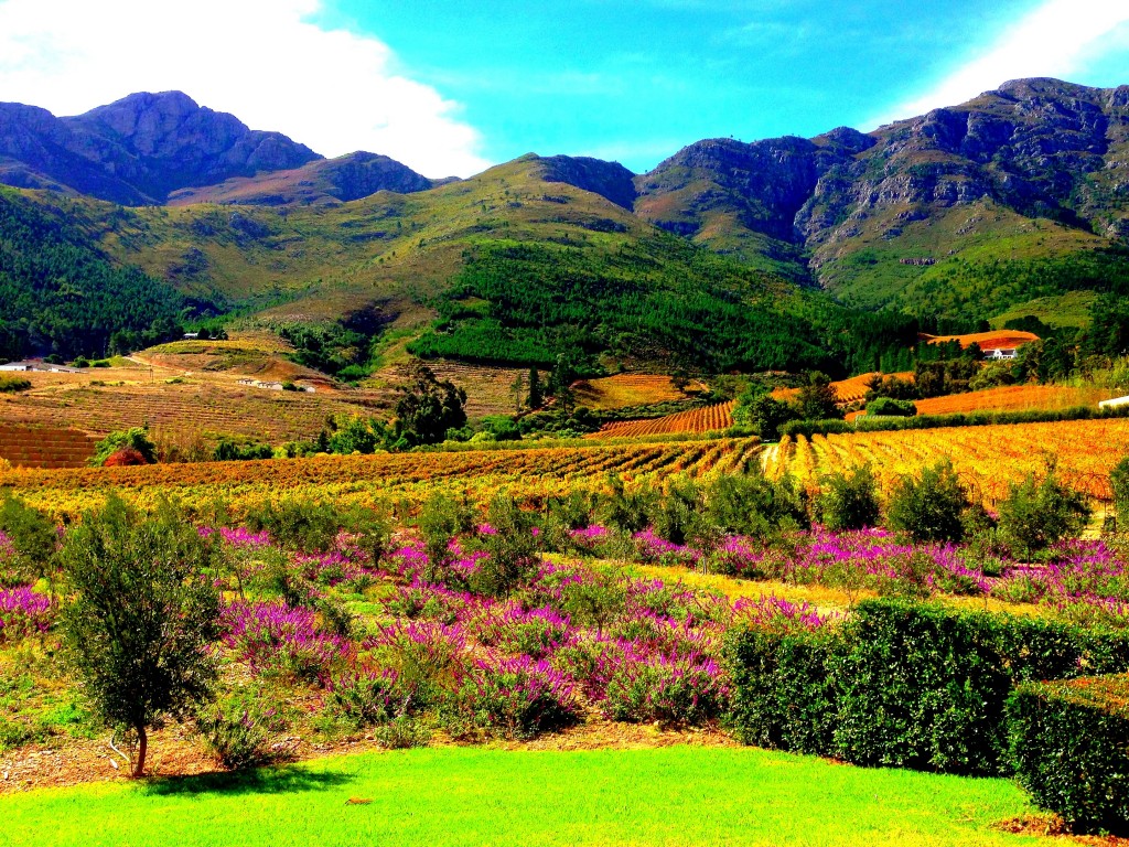 Franschhoek, vineyards, La Residence Hotel, view, mountains, South Africa, Western Cape, Cape Vineyards, small town, Africa