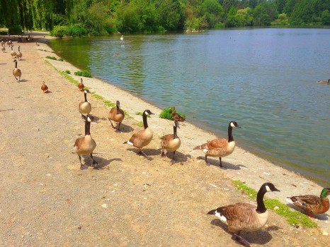 Canadian Geese, walking the seawall in stanley park, vancouver, british columbia, 