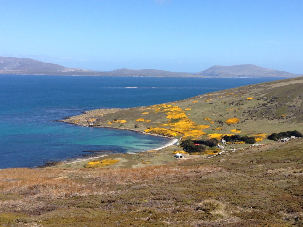 Carcass Island, Falkland Islands, Falklands, beach, gentoo penguins, Carcass Island Farmhouse