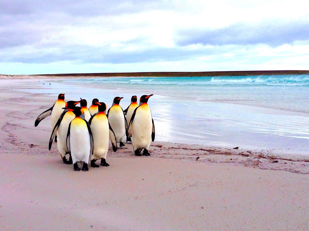 Falkland Islands, Volunteer Point, Falkland Islands Radio, king penguins