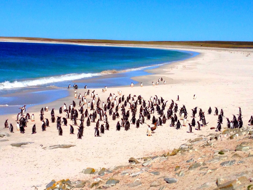 Bleaker Island, Falkland Islands, Gentoo Penguins, Penguins, beach