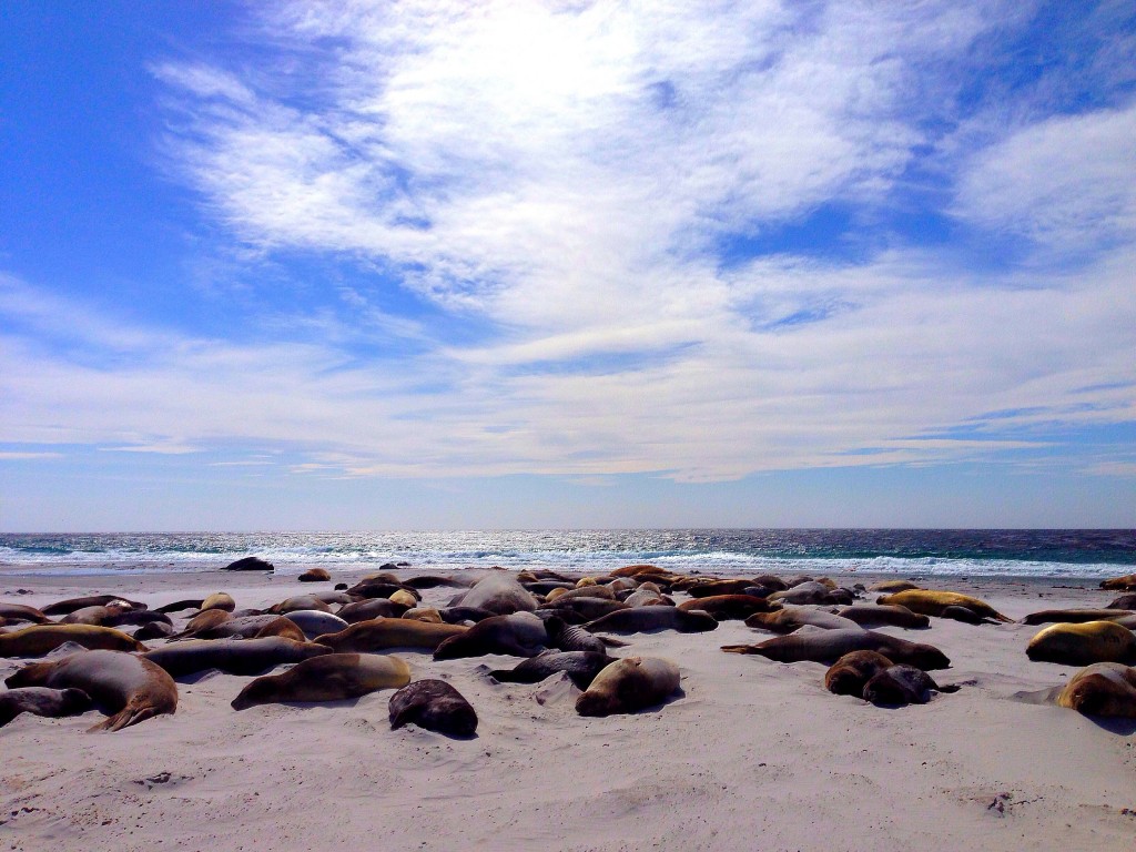 Sea Lion Island, Falkland Islands, elephant seals, beach