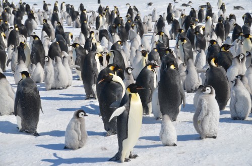 Emperor Penguins, Antarctica, penguin colonies