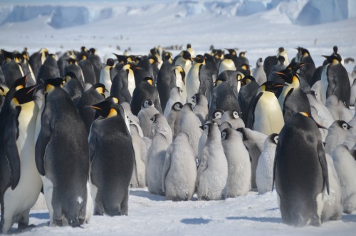 Emperor Penguins huddled, Antarctica