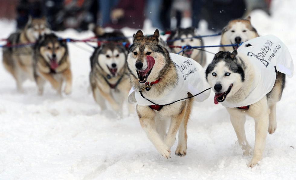 iditarod