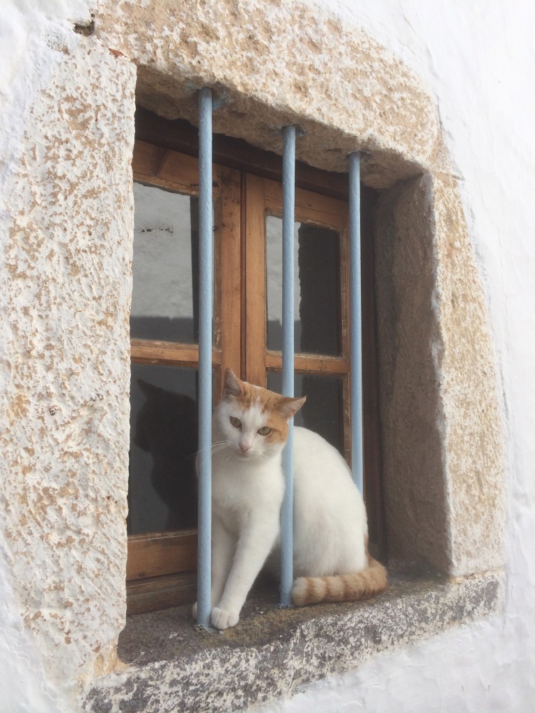 Chora, cat, Patmos, Greece