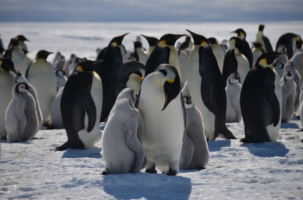 Emperor Penguins, penguins, Antarctica, chicks