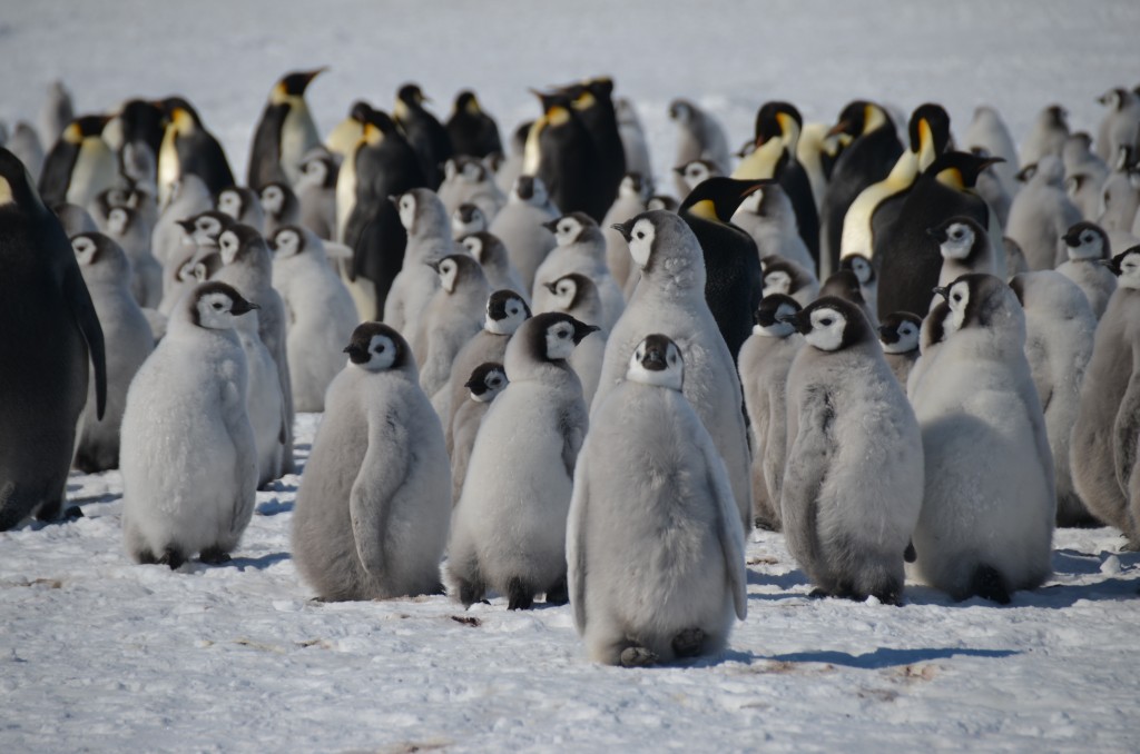 Emperor Penguins, penguins, Antarctica