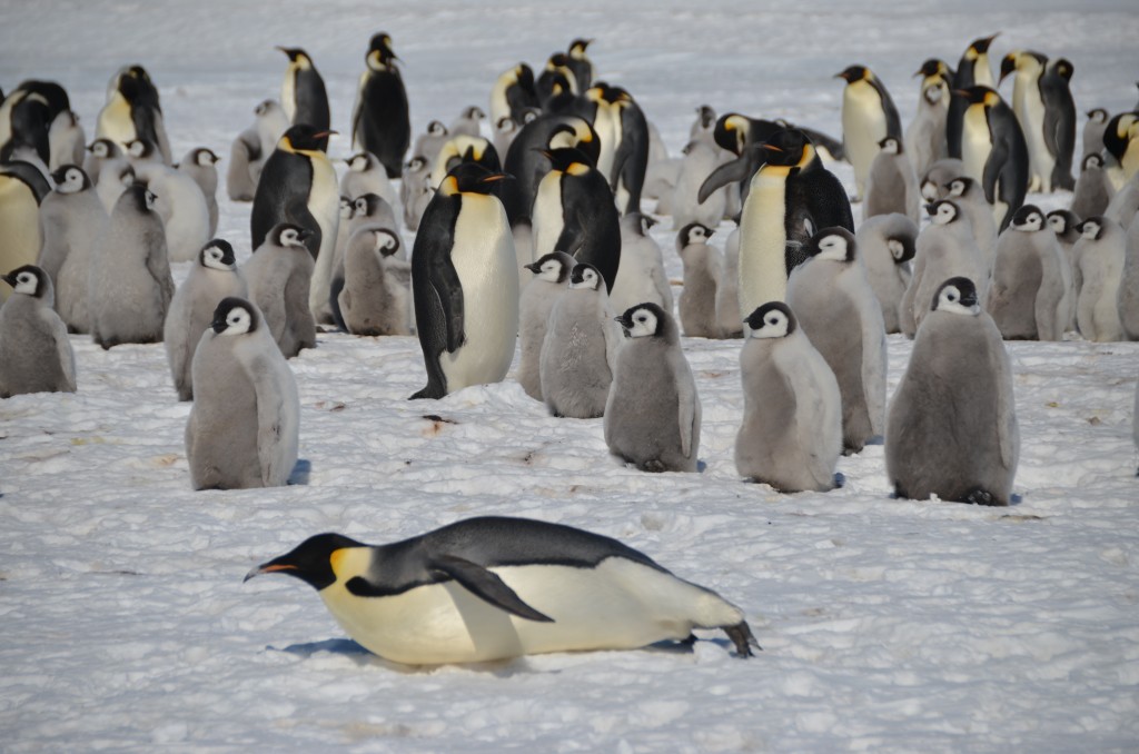 Emperor Penguins, Penguins, Antarctica, Atka Bay, White Desert