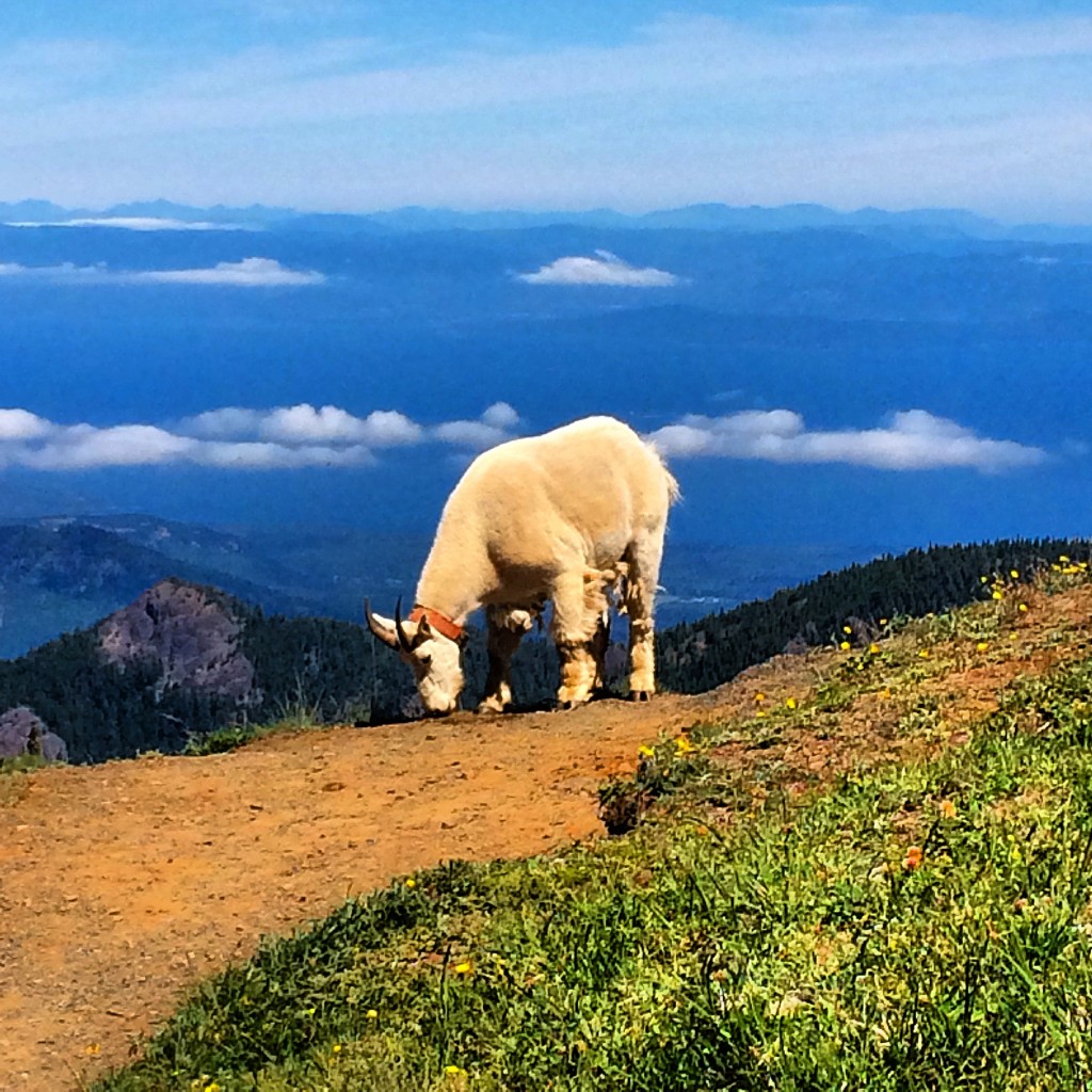 Olympic National Park, mountain goat