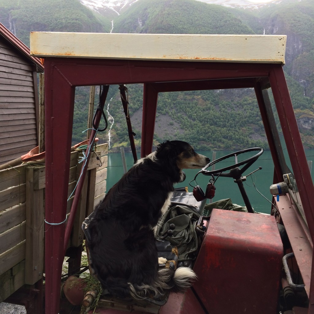 Dog, Li Farm, Flam, Norway