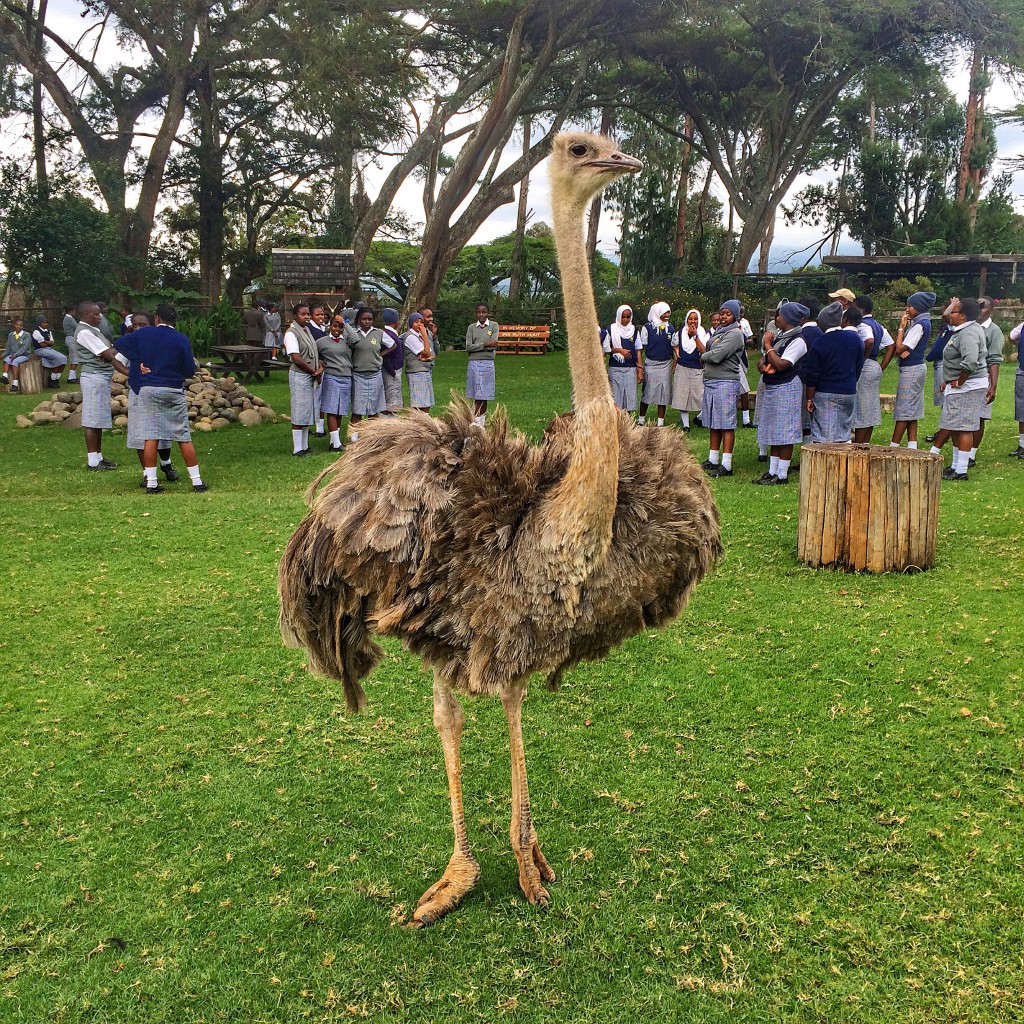 Fairmont Mount Kenya Safari Club, Kenya, orphanage, ostrich