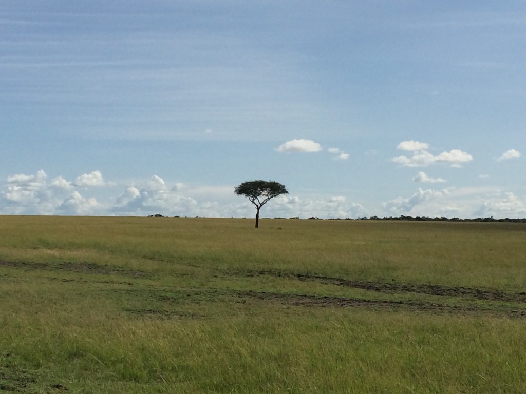 The 10 Most Memorable Trips of My Life, Most Memorable Trips, Africa, tree