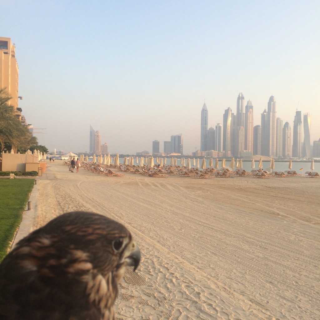 Staying on the Palm Islands of Dubai, Dubai, UAE, United Arab Emirates, Fairmont Hotels, falconry, Fairmont The Palm