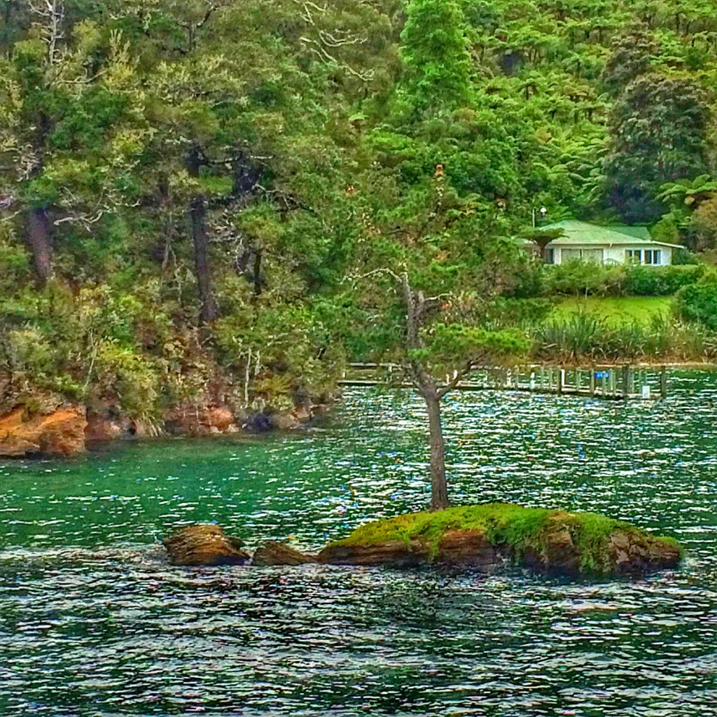 Picton, New Zealand, Queen Charlotte Sound, cruise, little tree
