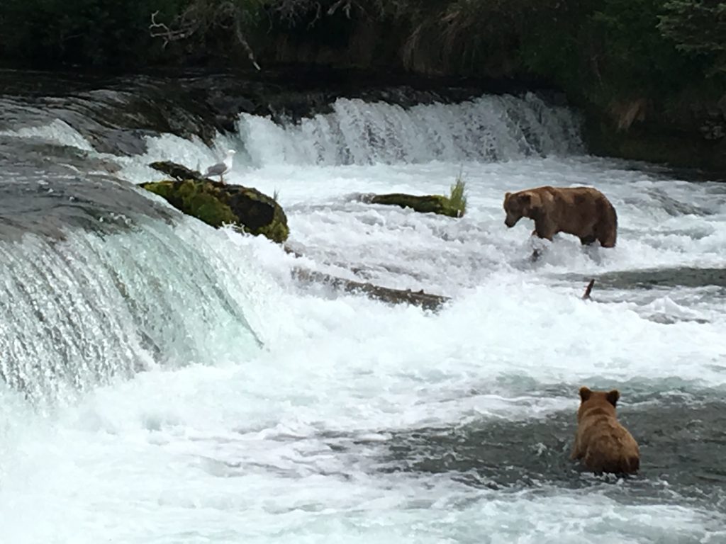 2.5 days in Katmai National Park, Katmai Naional Park, Alaska, National Park, bears, Brooks Falls