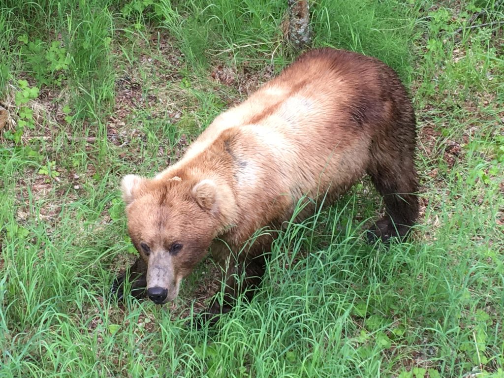 2.5 days in Katmai National Park, Katmai Naional Park, Alaska, National Park, brown bear