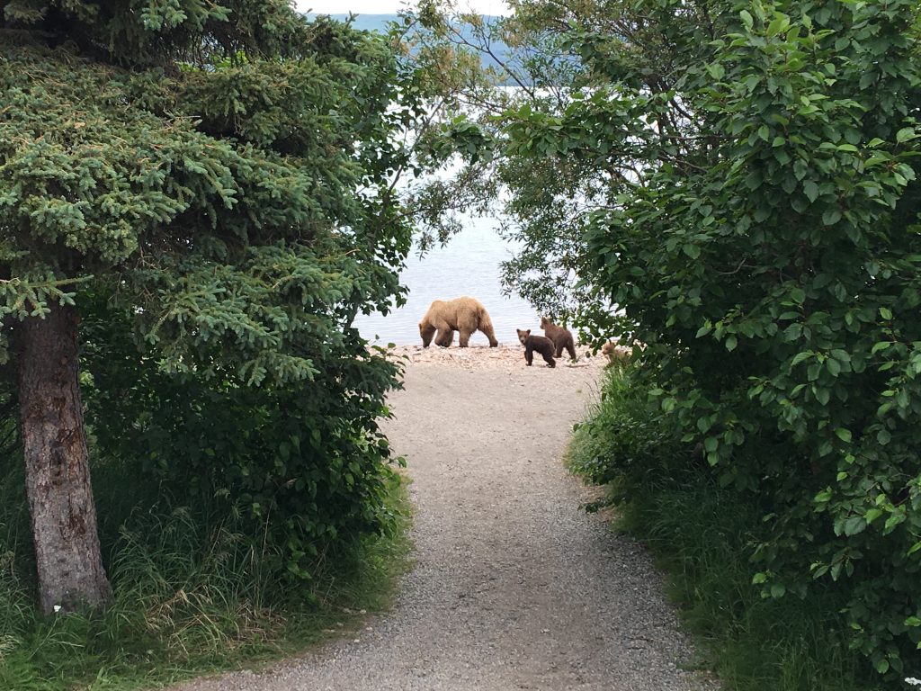 2.5 days in Katmai National Park, Katmai Naional Park, Alaska, National Park, bears