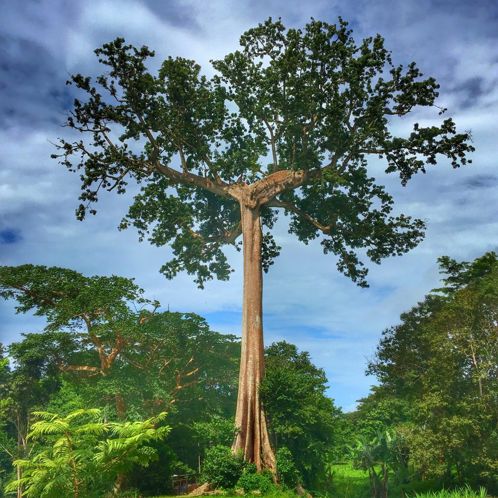 Equatorial Guinea is the Weirdest Country in the World, Equatorial Guinea, Malabo, Ceiba Tree