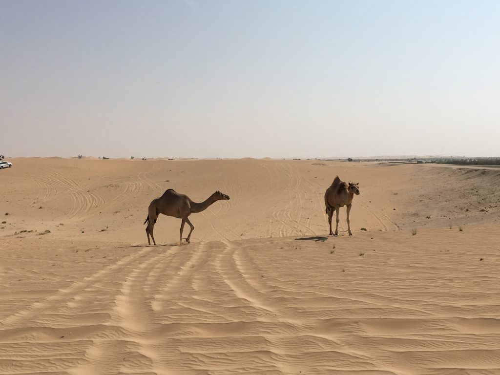 two things you must do in Abu Dhabi, Abu Dhabi, Emirates, United Arab Emirates, desert safari, 4x4, desert, safari, camels