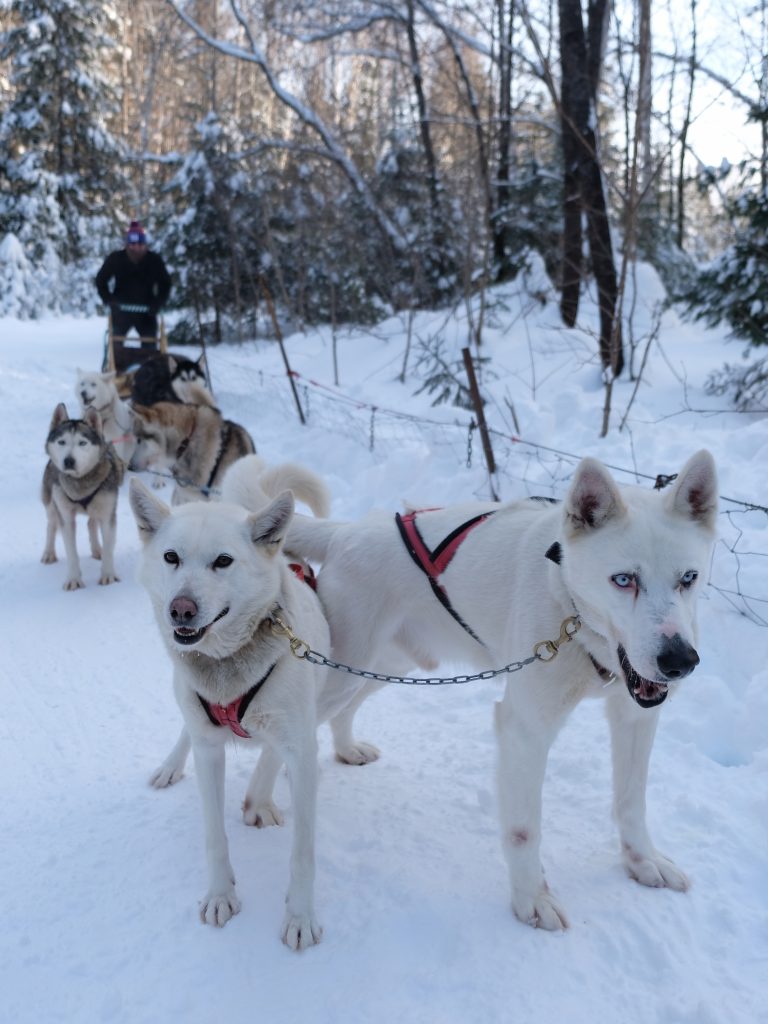 A Perfect Winter Weekend in Mont-Tremblant, Quebec, Mont-Tremblant, Mont Tremblant, Tremblant, dogsledding