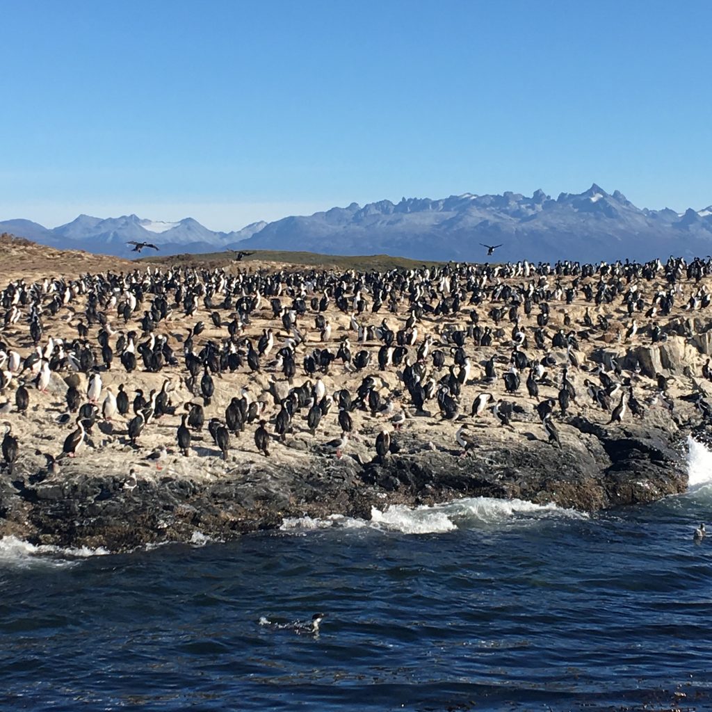Two Days in Ushuaia, Argentina, Ushuaia, Beagle Channel Tour, birds