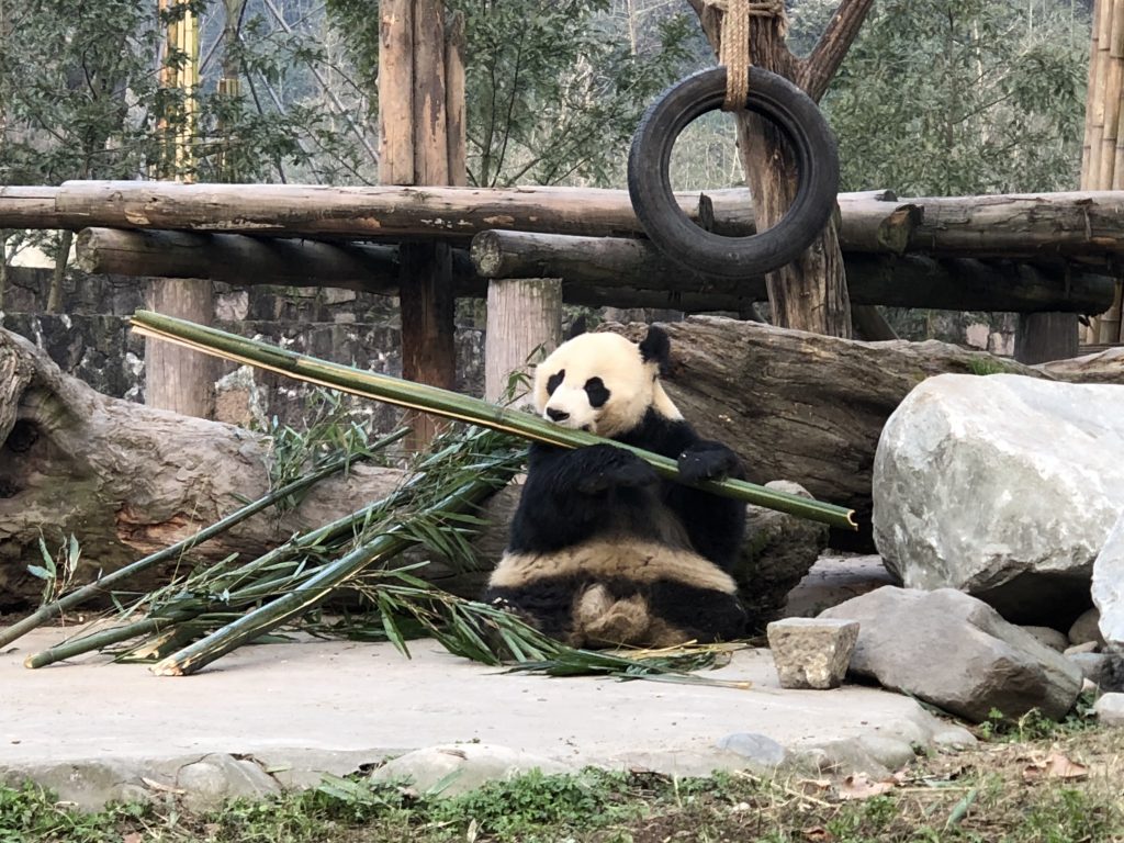 Chowing down on some bamboo