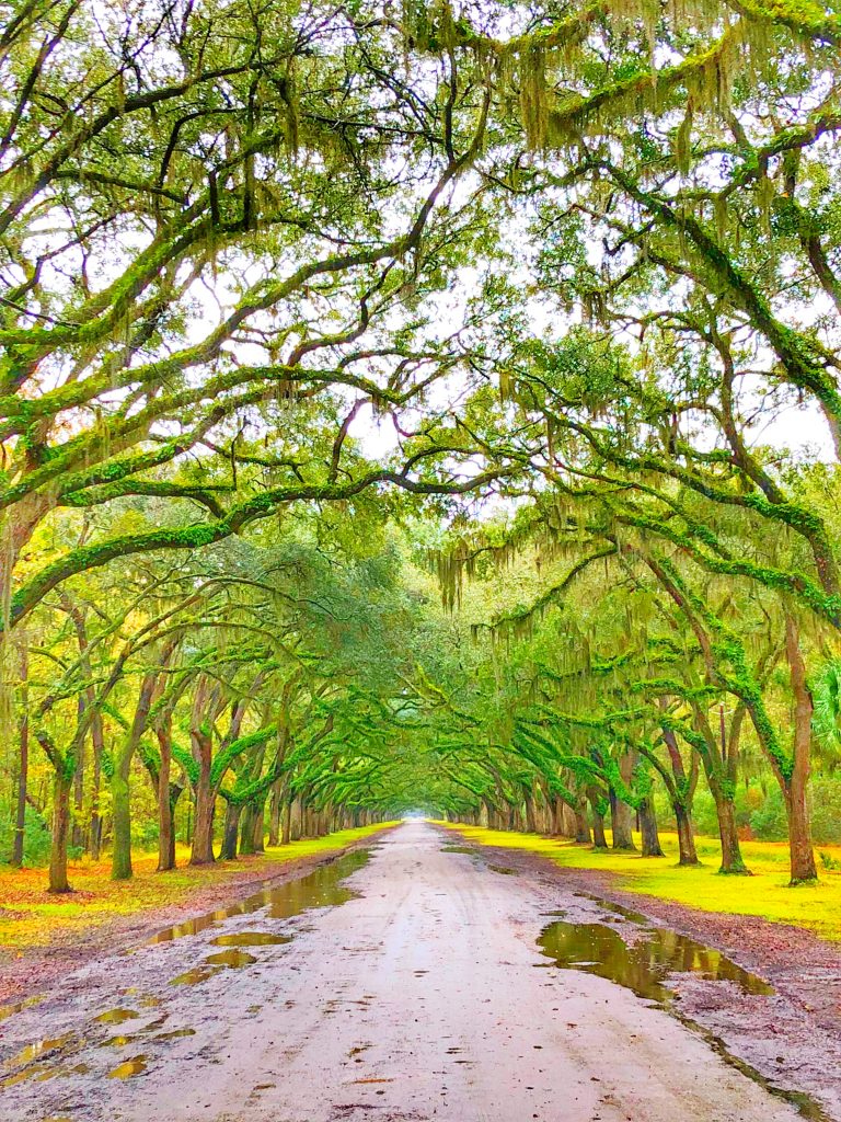 The Avenue at Wormsloe Historic Site on the outskirts of Savannah is really cool