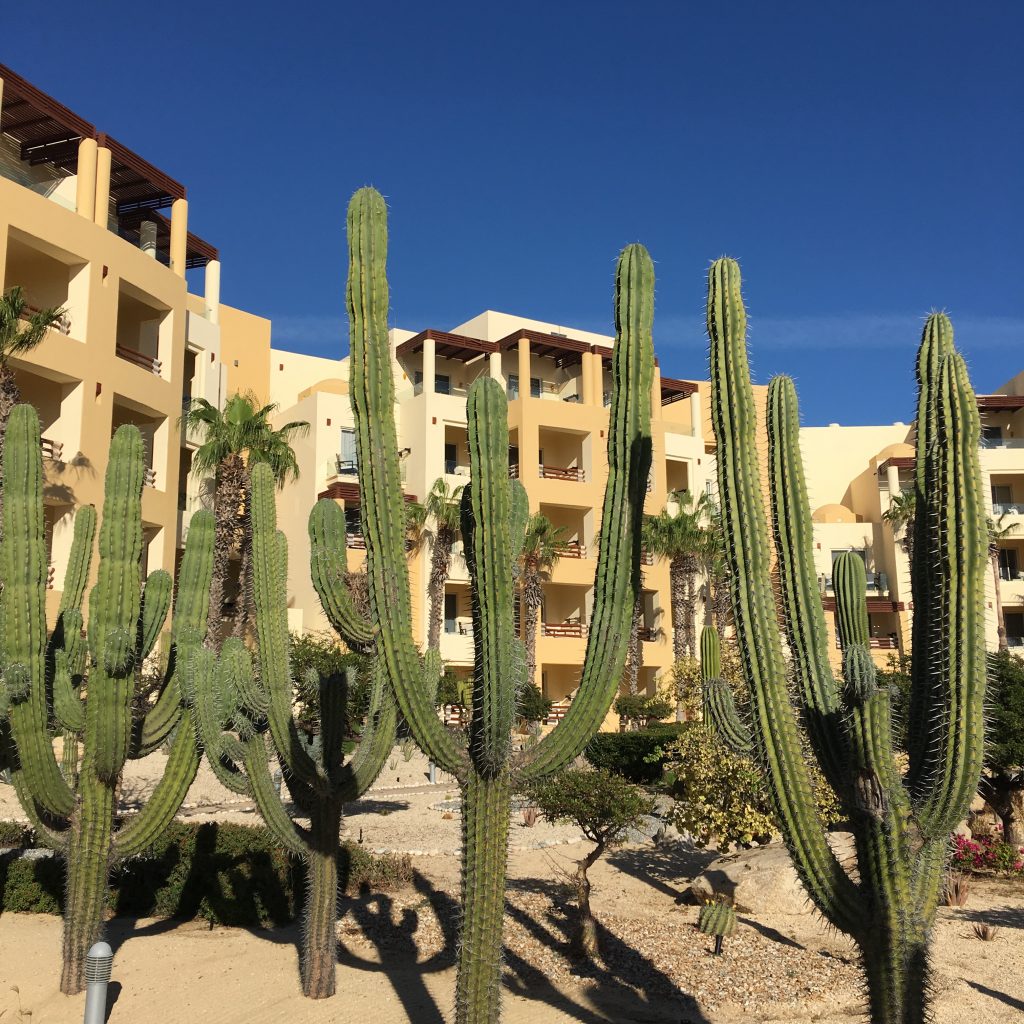 Cacti at the Pacifica Resort make everything better
