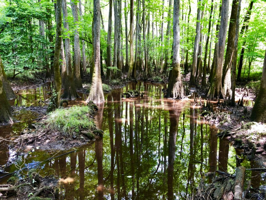 Reflections in the swamps of Congaree National Park