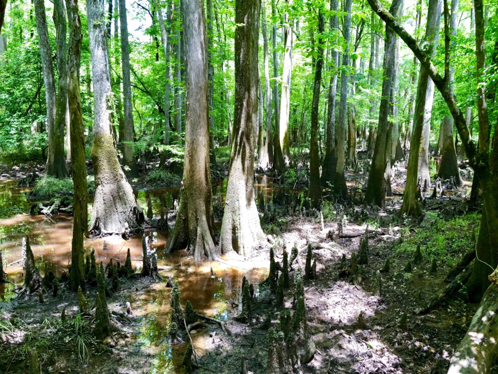 Interesting swamp scenery within Congaree National Park