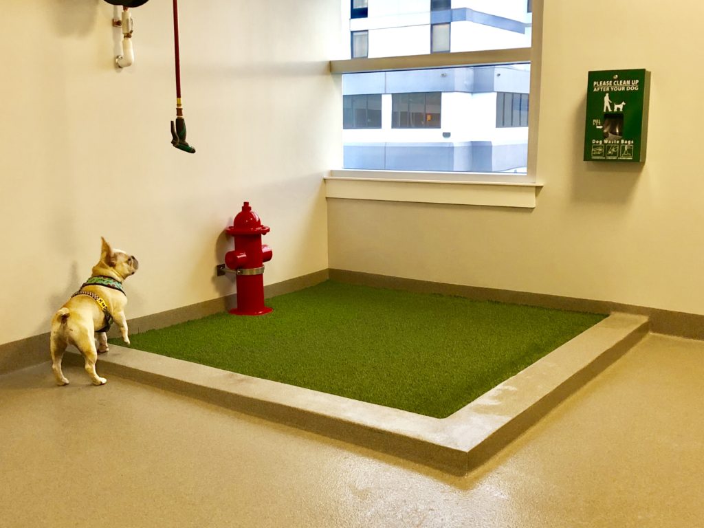 The pet relief area at Bangor Airport in Maine