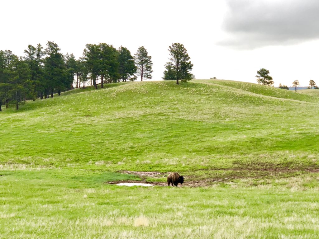 A single buffalo roaming around Wind Cave National Park in the rain