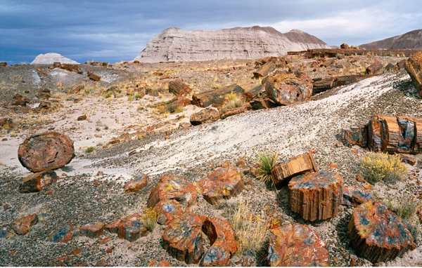 A different kind of forest in Petrified Forest National Park
