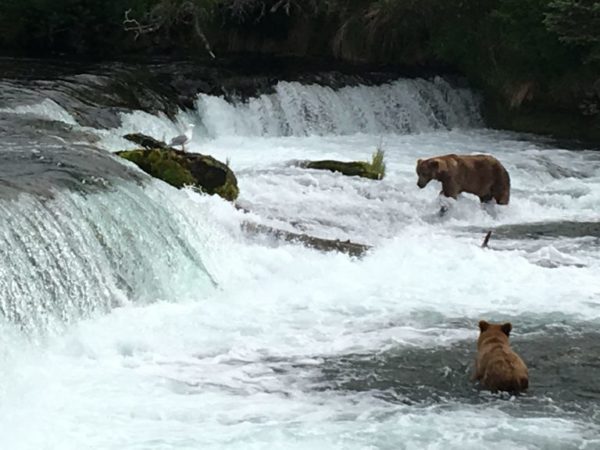 Bears at Brooks Falls in Katmai National Park looking for salmon