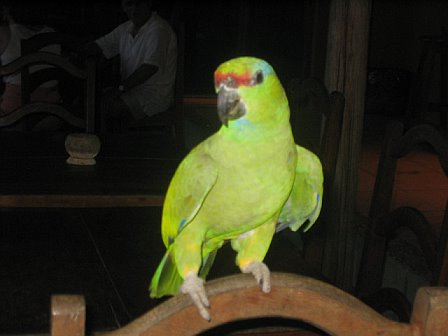 amazon-green-parrot.bmp