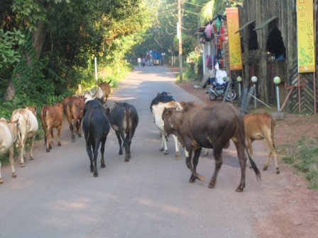 goa-cows.bmp