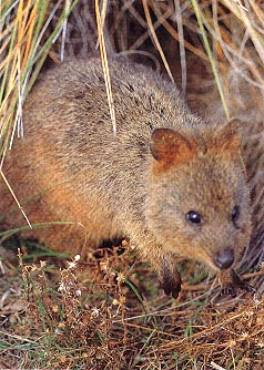 quokka.bmp