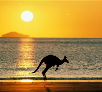 australia_kangaroo.bmp