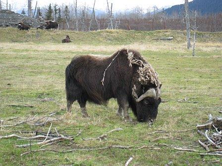 musk-ox.bmp