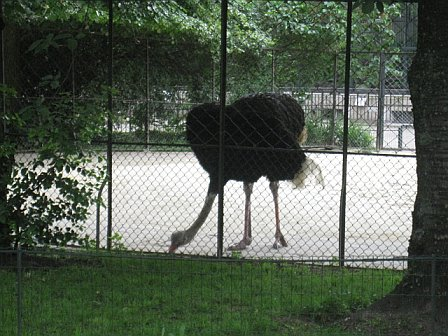 paris-random-ostrich.bmp