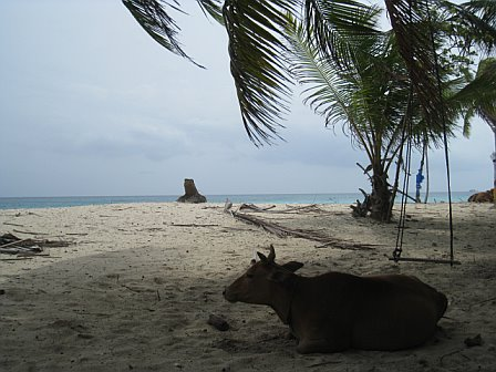 lak-cow-on-beach.bmp