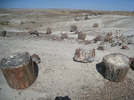 az-petrified-forest-1.bmp